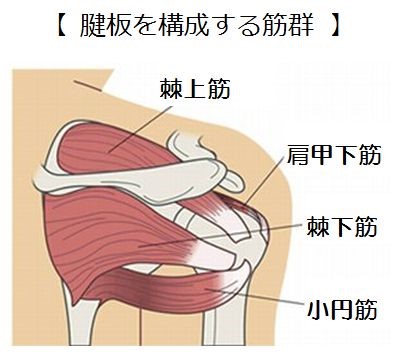腱板を構成する筋肉