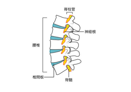 腰椎の構造（横）