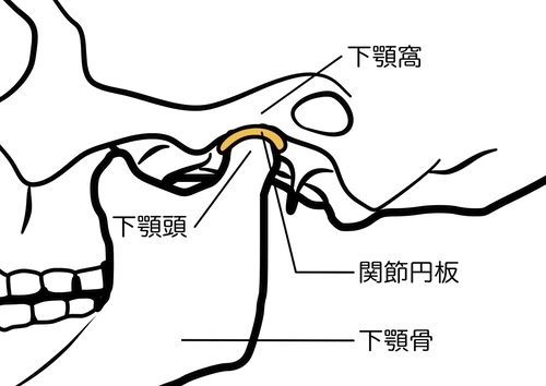 顎関節と関節円盤