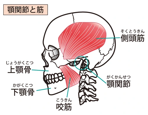 額関節回りの筋肉